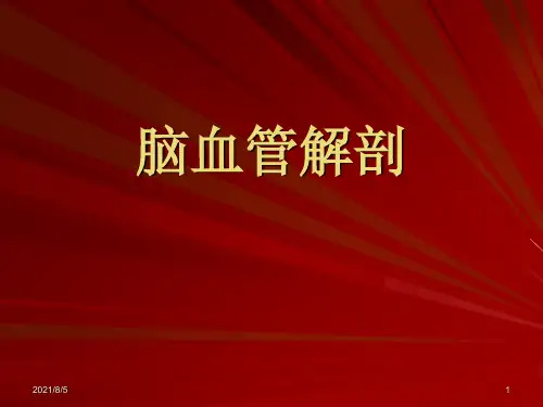 脑血管解剖(脑动脉系)