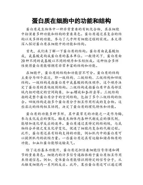 蛋白质在细胞中的功能和结构