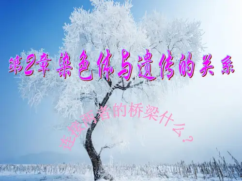 减数分裂中的染色体行为PPT教学课件