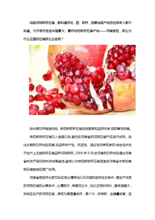 软籽石榴的种植气候环境