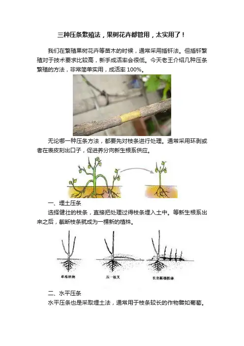 三种压条繁殖法，果树花卉都管用，太实用了！