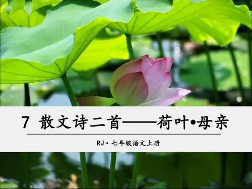 7 散文诗两首——荷叶·母亲