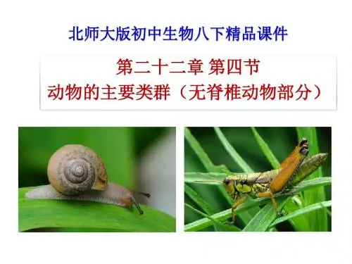 北师大版八年级下册22.4 动物的主要类群(无脊椎动物部分共三课时) (共51张PPT)