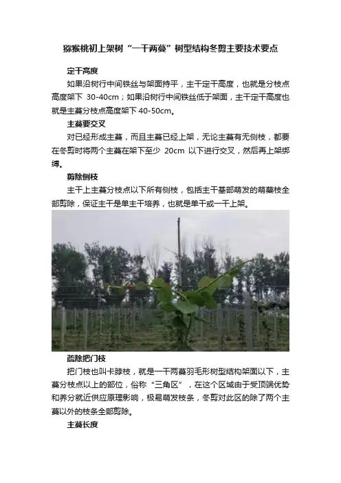猕猴桃初上架树“一干两蔓”树型结构冬剪主要技术要点