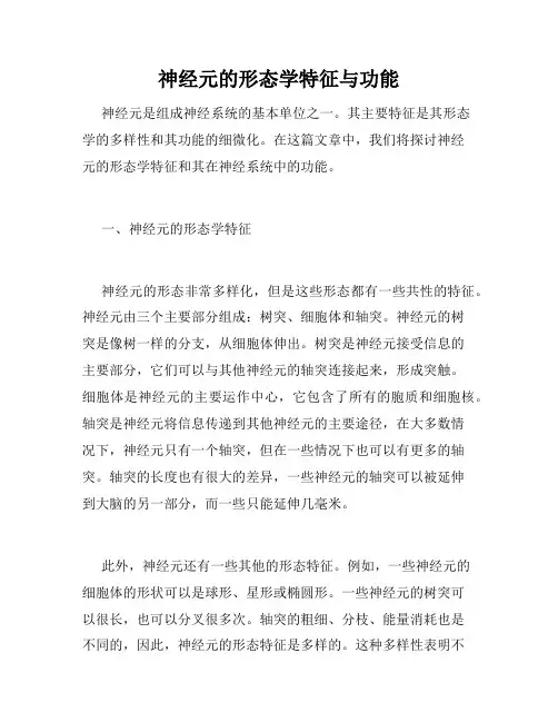 神经元的形态学特征与功能