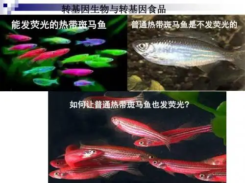2.3.4 转基因生物与转基因食品课件(中图版生物必修II)