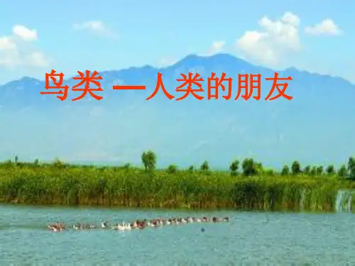《鸟类》人类的朋友ppt