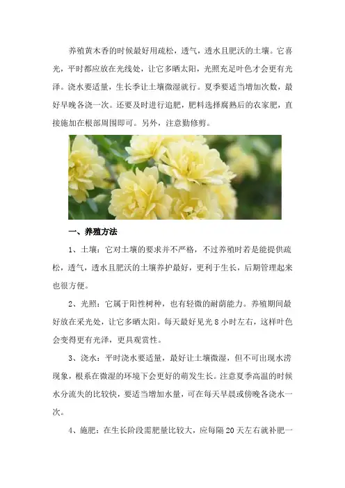 黄木香的养殖方法和注意事项