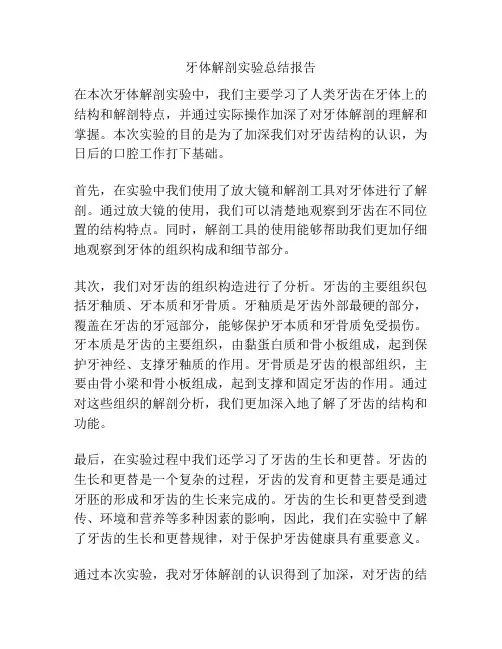 牙体解剖实验总结报告