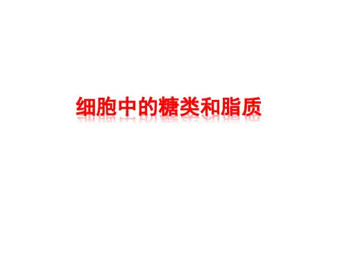 细胞中的糖类和脂质    课件