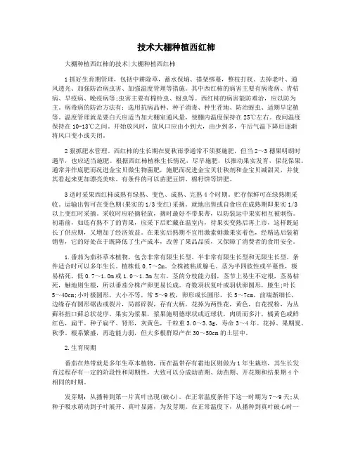 技术大棚种植西红柿