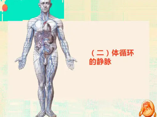 血管体循环静脉