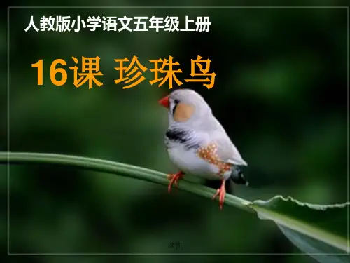 人教版小学语文五年级上册    《珍珠鸟》课件-PPT演示版.ppt