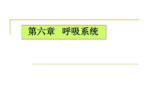第六章   呼吸系统