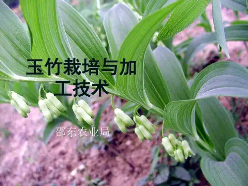 玉竹栽培与加工技术(邵东农业局)
