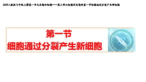 初中生物学人教版(新课程标准)(2024)七年级上册 1.3.1 细胞分裂课件(共36张PPT)