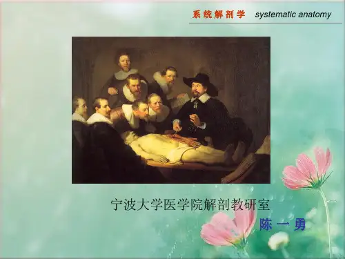 系统解剖学课件