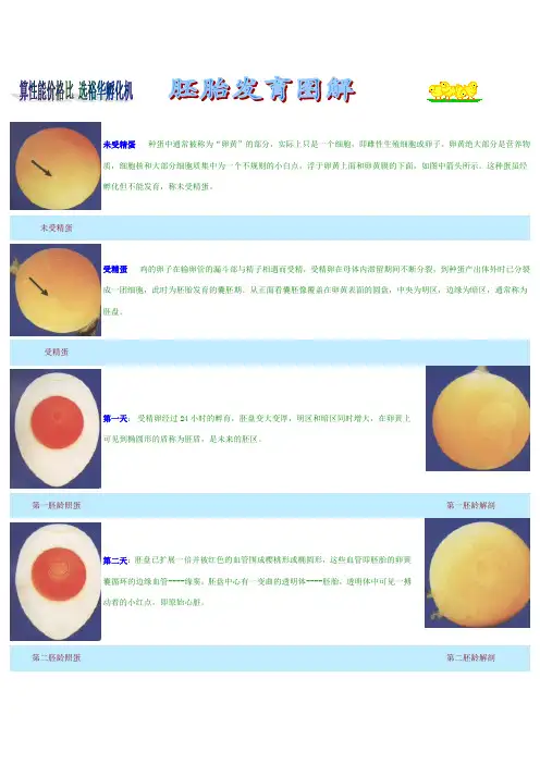 胚胎发育图解
