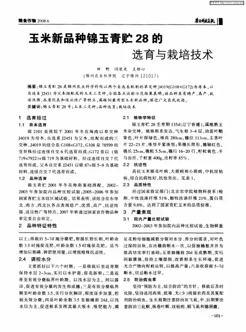 玉米新品种锦玉青贮28的选育与栽培技术