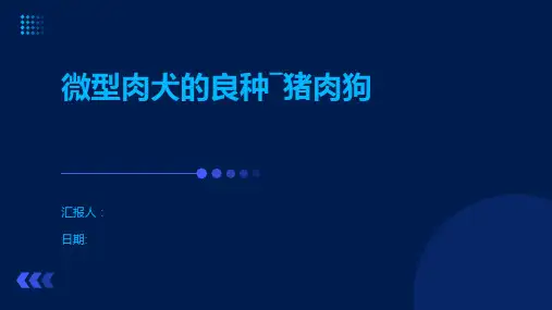 微型肉犬的良种―猪肉狗