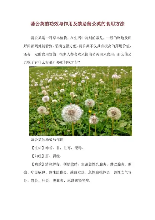 蒲公英的功效与作用及禁忌 蒲公英的食用方法