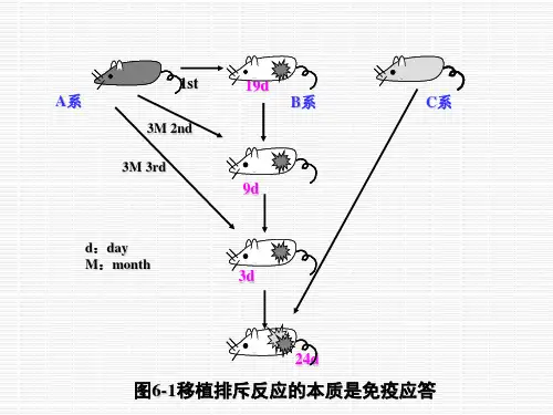 免疫学@第八章  主要组织相容性复合体