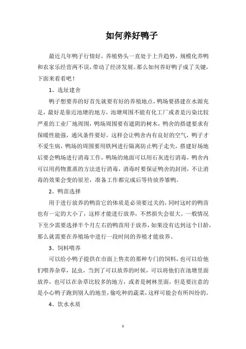 如何养好鸭子