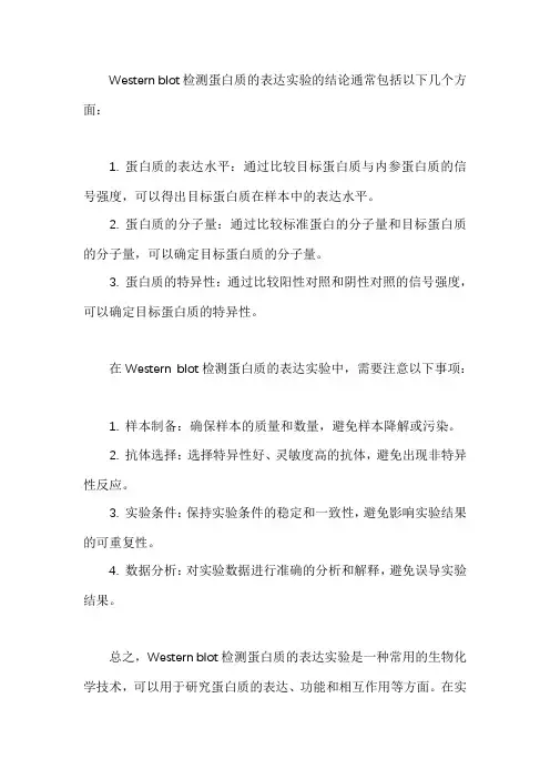 western blot检测蛋白质的表达实验的结论和注意事项