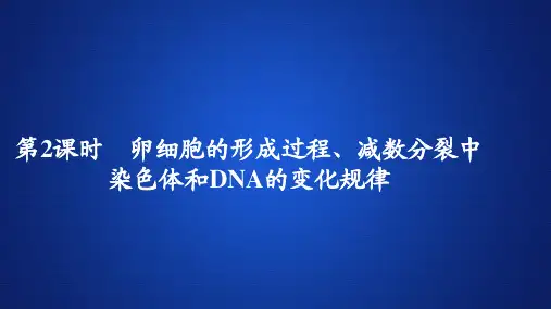 2019-2020学年 人教版 必修2 卵细胞的形成过程、减数分裂中染色体和DNA的变化规律 45张