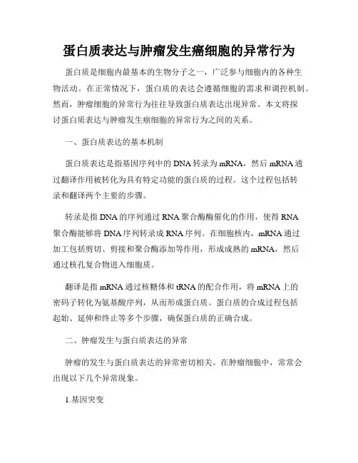 蛋白质表达与肿瘤发生癌细胞的异常行为