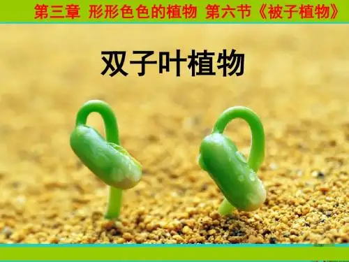七年级生物上册第三章第六节被子植物-双子叶植物课件冀教版(精)