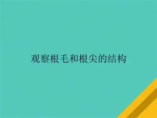 观察根毛和根尖的结构(共9张PPT)