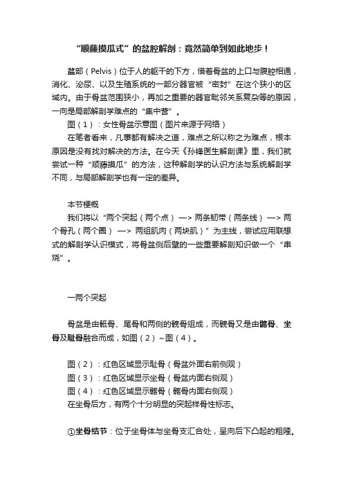 “顺藤摸瓜式”的盆腔解剖：竟然简单到如此地步！
