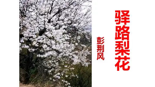 人教版七年级下册(部编版)第14课《驿路梨花》课件 (共29张PPT)