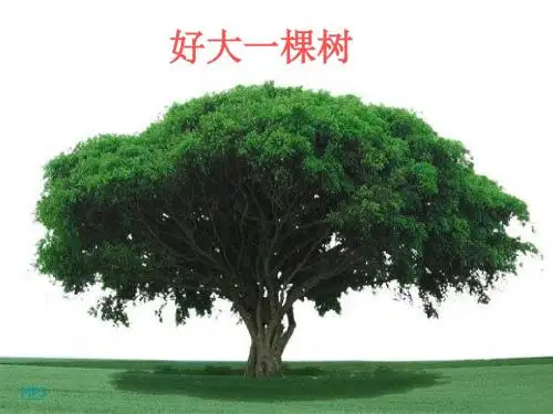 【初中生物】蒸腾作用PPT课件5