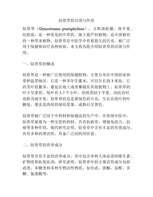 钻骨草的功效与作用