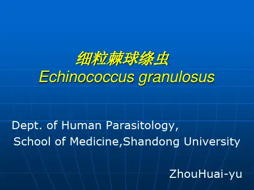 细粒棘球绦虫Echinococcusgranulosus000001