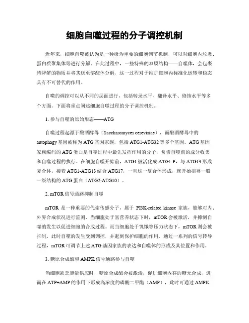 细胞自噬过程的分子调控机制