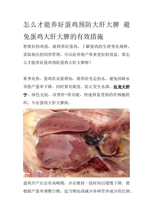 怎么才能养好蛋鸡预防大肝大脾避免蛋鸡大肝大脾的有效措施