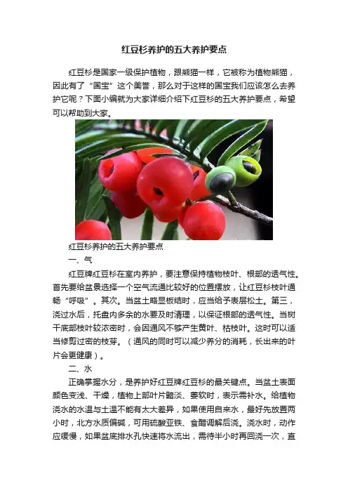 红豆杉养护的五大养护要点