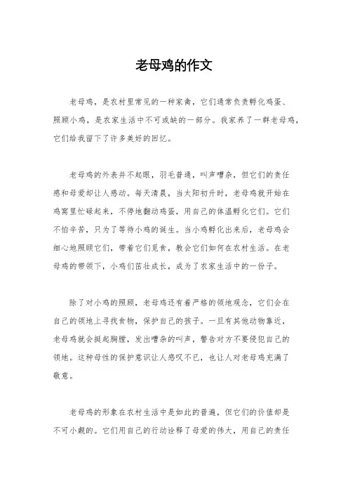 老母鸡的作文