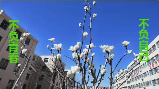 人体的激素调节课件(济南版)