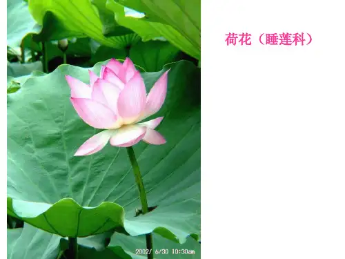 水生多肉蕨类