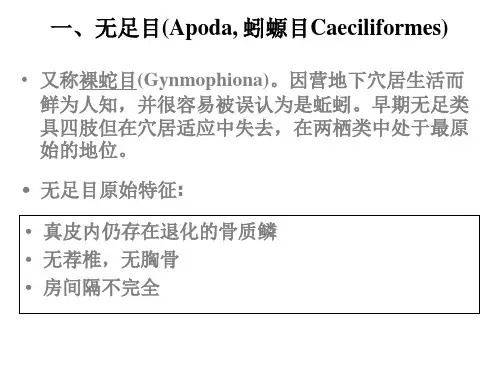 两栖纲的分类课件