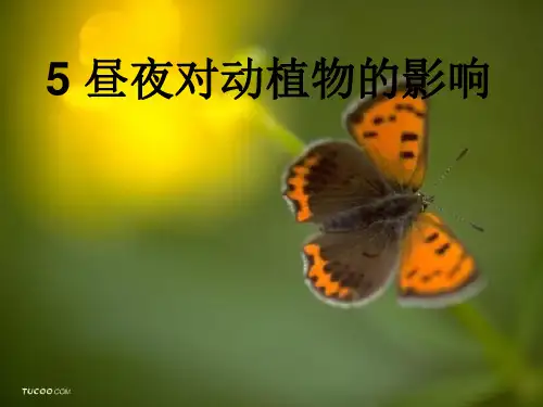 小学科学五年级上册《昼夜对动植物的影响》