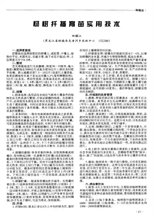 杨树扦插育苗实用技术