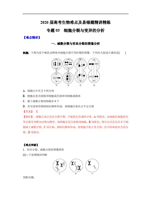 高中生物高考专题03 细胞分裂与变异的分析(解析版)