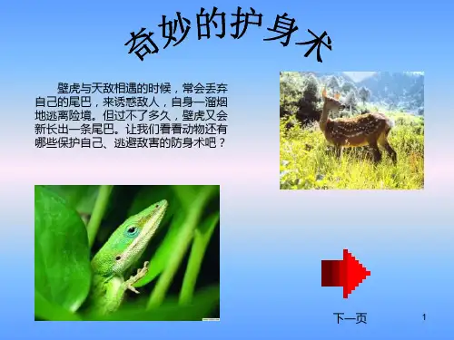 小学科学奇妙的护身术6PPT课件