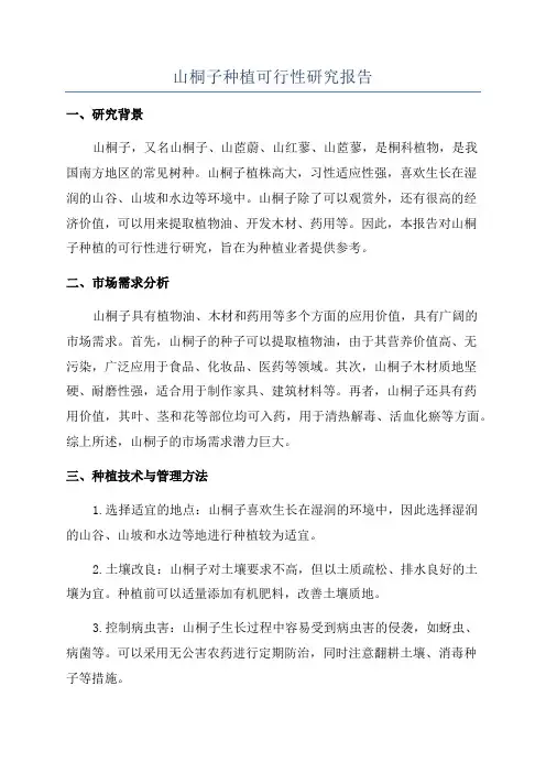 山桐子种植可行性研究报告