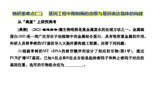 专题9 现代生物科技专题 精研重难点(2) 基因工程中限制酶的选取与基因表达载体的构建